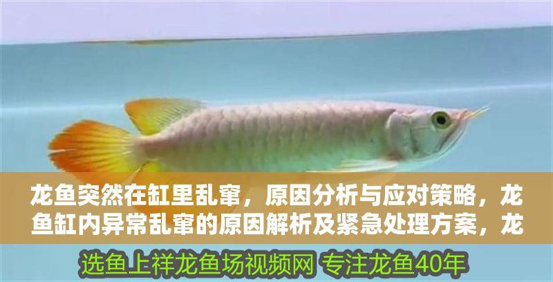 龍魚突然在缸里亂竄，原因分析與應對策略，龍魚缸內異常亂竄的原因解析及緊急處理方案，龍魚缸內突發亂竄的原因解析與緊急應對指南