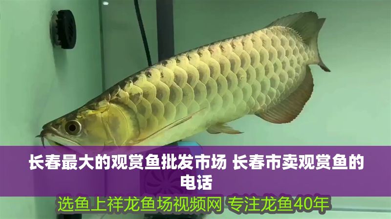 長春最大的觀賞魚批發(fā)市場 長春市賣觀賞魚的電話