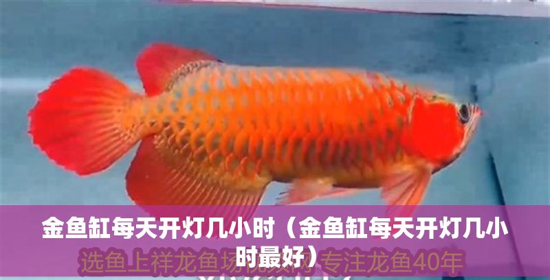 金魚缸每天開燈幾小時（金魚缸每天開燈幾小時最好）