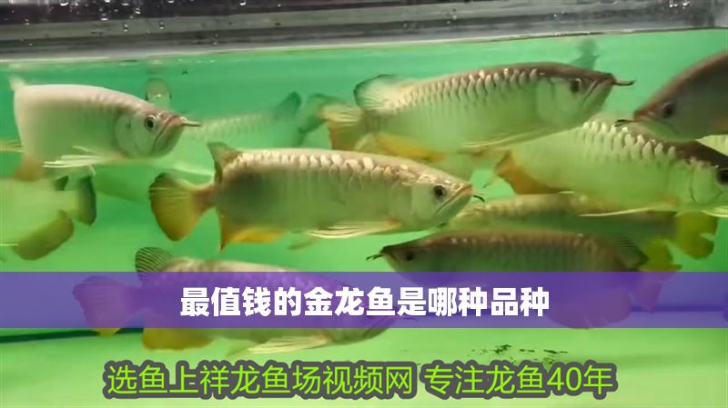 最值錢的金龍魚是哪種品種