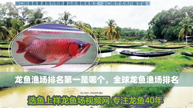 龍魚漁場排名第一是哪個，全球龍魚漁場排名
