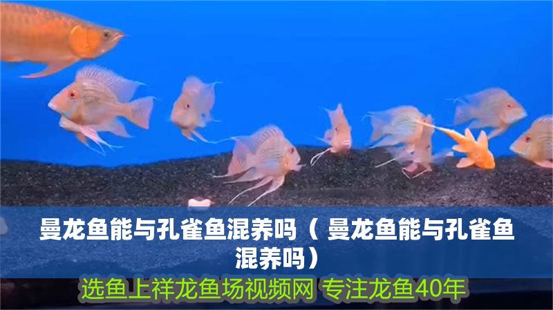 曼龍魚(yú)能與孔雀魚(yú)混養(yǎng)嗎（ 曼龍魚(yú)能與孔雀魚(yú)混養(yǎng)嗎）