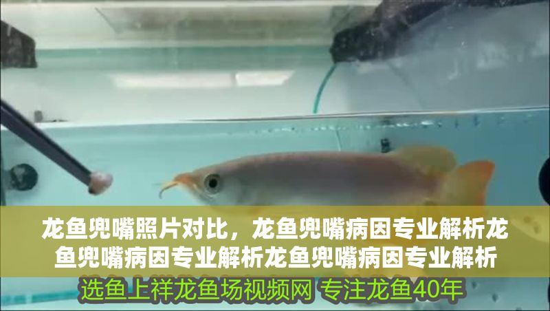 龍魚兜嘴照片對比，龍魚兜嘴病因專業解析龍魚兜嘴病因專業解析龍魚兜嘴病因專業解析