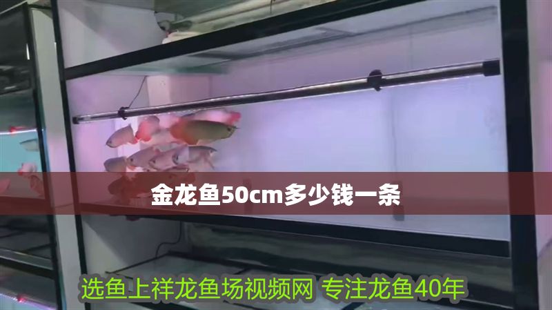 金龍魚50cm多少錢一條