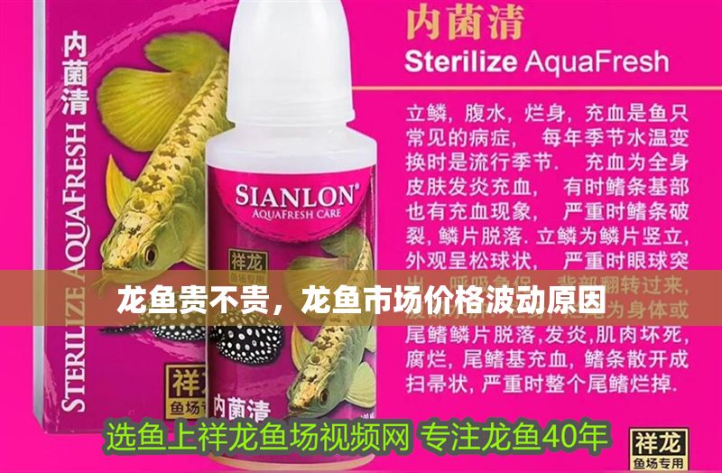 龍魚貴不貴，龍魚市場價格波動原因