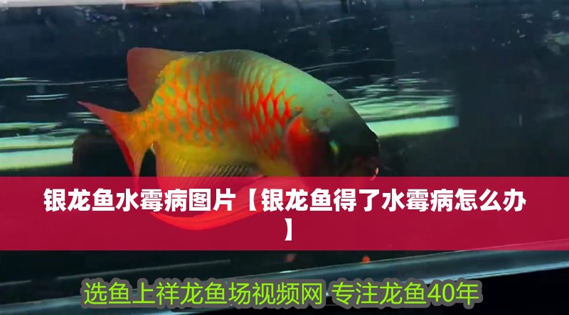 龍魚干蝦有營養嗎 銀龍魚水霉病圖片【銀龍魚得了水霉病怎么辦】 水族問答 銀龍魚水霉病圖片【銀龍魚得了水霉病怎么辦】 銀龍魚水霉病圖片【銀龍魚得了水霉病怎么辦】 水族問答