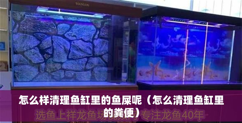 怎么樣清理魚缸里的魚屎呢（怎么清理魚缸里的糞便）