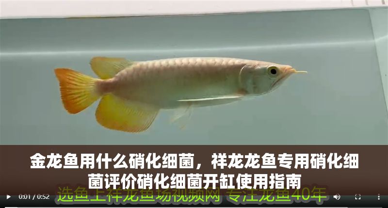 金龍魚用什么硝化細菌，祥龍龍魚專用硝化細菌評價硝化細菌開缸使用指南