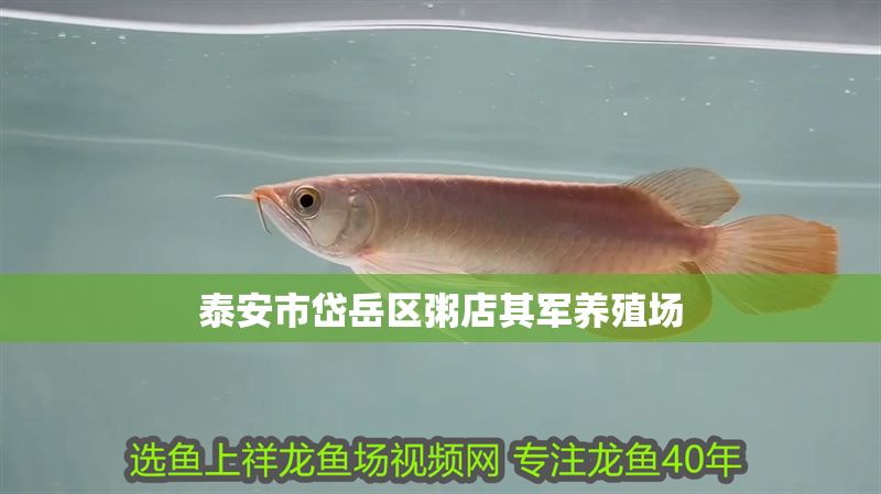 泰安市岱岳區粥店其軍養殖場 泰安市岱岳區粥店其軍養殖場 全國水族館企業名錄 第1張