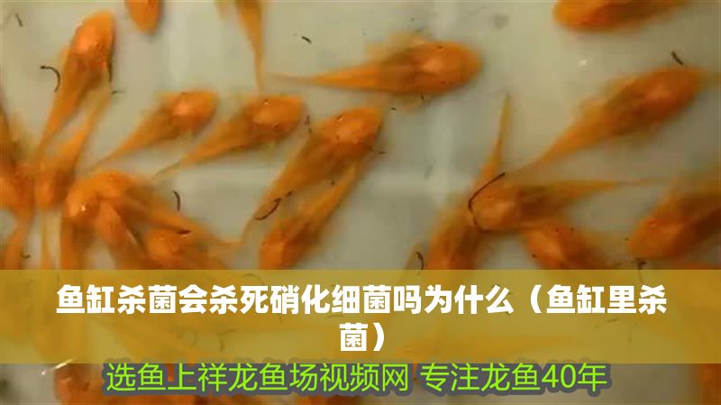 魚缸殺菌會殺死硝化細菌嗎為什么（魚缸里殺菌） 魚缸殺菌會殺死硝化細菌嗎為什么（魚缸里殺菌） 龍魚百科 第1張