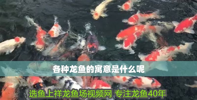各種龍魚的寓意是什么呢