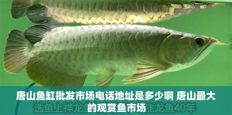 唐山魚缸批發(fā)市場電話地址是多少啊 唐山最大的觀賞魚市場