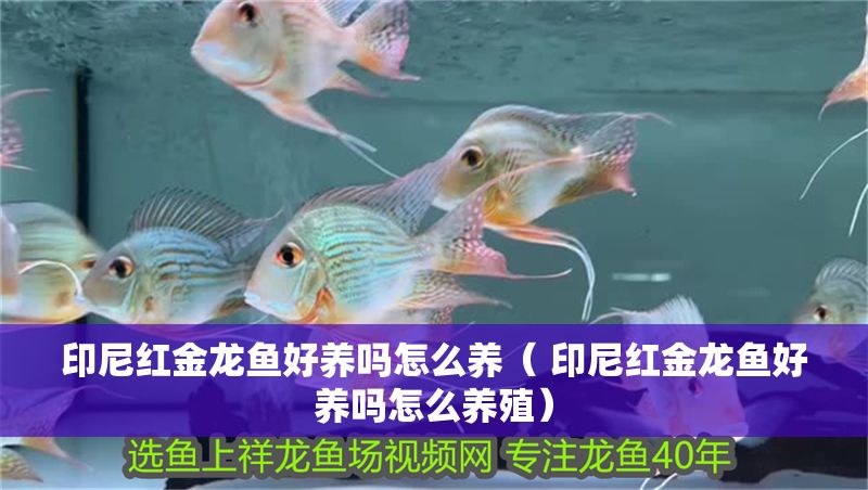 印尼紅金龍魚好養嗎怎么養（ 印尼紅金龍魚好養嗎怎么養殖） 印尼紅金龍魚好養嗎怎么養（ 印尼紅金龍魚好養嗎怎么養殖） 龍魚百科 第1張