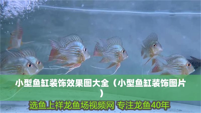 小型魚缸裝飾效果圖大全（小型魚缸裝飾圖片）