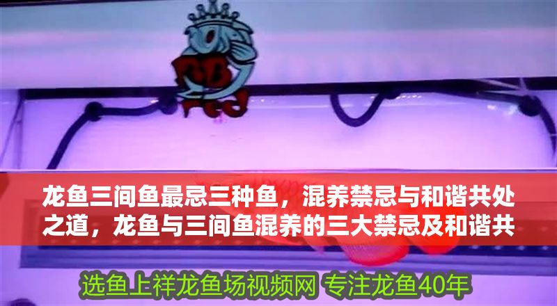 龍魚三間魚最忌三種魚，混養禁忌與和諧共處之道，龍魚與三間魚混養的三大禁忌及和諧共處技巧，龍魚與三間魚混養的三大禁忌及和諧共處技巧