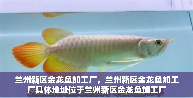 蘭州新區(qū)金龍魚加工廠，蘭州新區(qū)金龍魚加工廠具體地址位于蘭州新區(qū)金龍魚加工廠