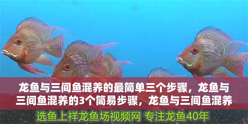 龍魚與三間魚混養的最簡單三個步驟，龍魚與三間魚混養的3個簡易步驟，龍魚與三間魚混養的3個簡易步驟