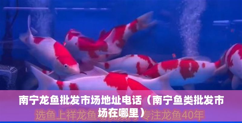 南寧龍魚批發市場地址電話（南寧魚類批發市場在哪里）