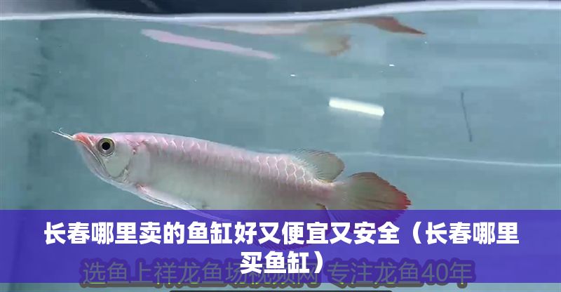 長春哪里賣的魚缸好又便宜又安全(長春哪里買魚缸) 龍魚百科 第1張 長春哪里賣的魚缸好又便宜又安全(長春哪里買魚缸) 長春哪里賣的魚缸好又便宜又安全(長春哪里買魚缸) 龍魚百科 第1張