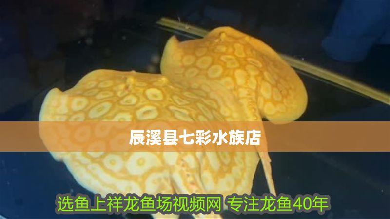 辰溪縣七彩水族店