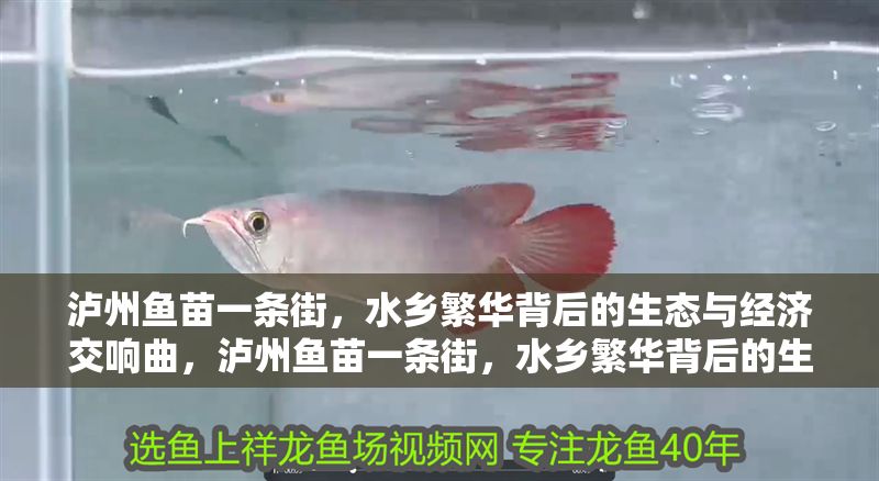 瀘州魚苗一條街,水鄉(xiāng)繁華背后的生態(tài)與經(jīng)濟交響曲,瀘州魚苗一條街,水鄉(xiāng)繁華背后的生態(tài)經(jīng)濟協(xié)奏曲,瀘州魚苗一條街,水鄉(xiāng)繁華背后的生態(tài)經(jīng)濟協(xié)奏曲 龍魚百科 第1張 瀘州魚苗一條街,水鄉(xiāng)繁華背后的生態(tài)與經(jīng)濟交響曲,瀘州魚苗一條街,水鄉(xiāng)繁華背后的生態(tài)經(jīng)濟協(xié)奏曲,瀘州魚苗一條街,水鄉(xiāng)繁華背后的生態(tài)經(jīng)濟協(xié)奏曲 瀘州魚苗一條街,水鄉(xiāng)繁華背后的生態(tài)與經(jīng)濟交響曲,瀘州魚苗一條街,水鄉(xiāng)繁華背后的生態(tài)經(jīng)濟協(xié)奏曲,瀘州魚苗一條街,水鄉(xiāng)繁華背后的生態(tài)經(jīng)濟協(xié)奏曲 龍魚百科 第1張