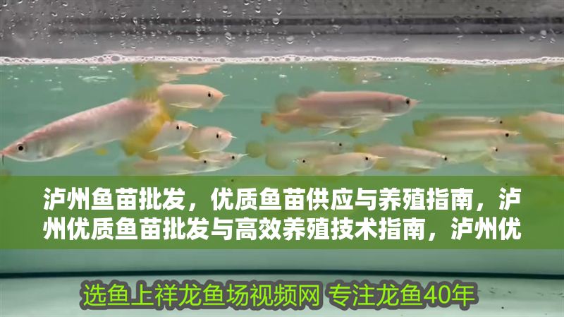 瀘州魚苗批發,優質魚苗供應與養殖指南,瀘州優質魚苗批發與高效養殖技術指南,瀘州優質魚苗批發與高效養殖技術指南 龍魚百科 第1張 瀘州魚苗批發,優質魚苗供應與養殖指南,瀘州優質魚苗批發與高效養殖技術指南,瀘州優質魚苗批發與高效養殖技術指南 瀘州魚苗批發,優質魚苗供應與養殖指南,瀘州優質魚苗批發與高效養殖技術指南,瀘州優質魚苗批發與高效養殖技術指南 龍魚百科 第1張