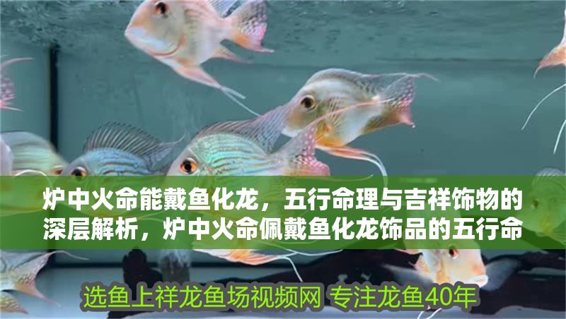 爐中火命能戴魚化龍，五行命理與吉祥飾物的深層解析，爐中火命佩戴魚化龍飾品的五行命理與吉祥寓意解析，爐中火命佩戴魚化龍飾品的五行命理與吉祥寓意解析 爐中火命能戴魚化龍，五行命理與吉祥飾物的深層解析，爐中火命佩戴魚化龍飾品的五行命理與吉祥寓意解析，爐中火命佩戴魚化龍飾品的五行命理與吉祥寓意解析 龍魚百科 第2張