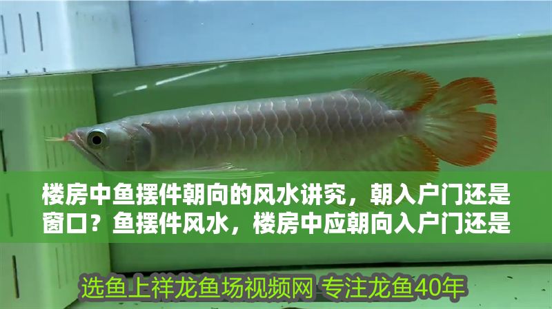 樓房中魚擺件朝向的風水講究，朝入戶門還是窗口？魚擺件風水，樓房中應朝向入戶門還是窗口最佳？樓房魚擺件風水，最佳朝向是入戶門還是窗口？