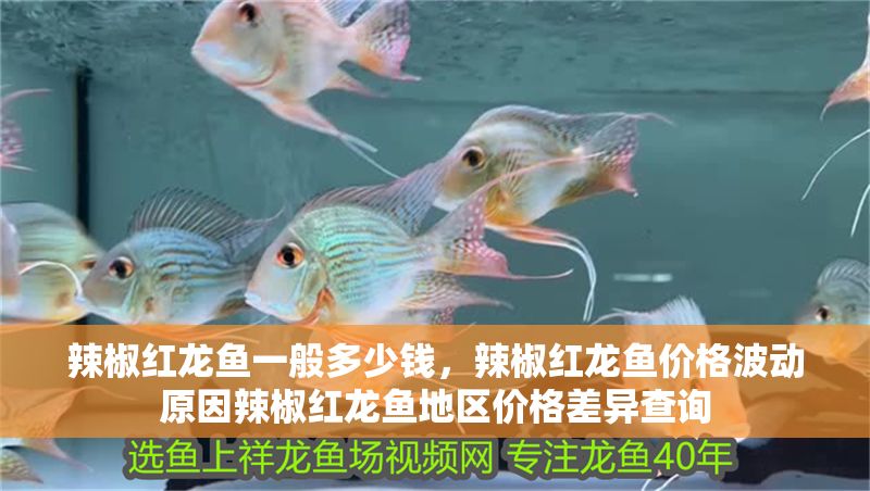辣椒紅龍魚一般多少錢，辣椒紅龍魚價格波動原因辣椒紅龍魚地區價格差異查詢