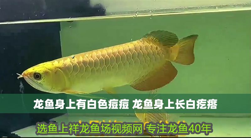 龍魚身上有白色痘痘 龍魚身上長白疙瘩