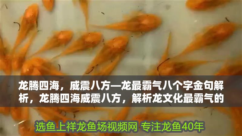 龍騰四海，威震八方—龍最霸氣八個字金句解析，龍騰四海威震八方，解析龍文化最霸氣的八字金句，龍騰四海威震八方，解析龍文化最霸氣的八字金句 龍騰四海，威震八方—龍最霸氣八個字金句解析，龍騰四海威震八方，解析龍文化最霸氣的八字金句，龍騰四海威震八方，解析龍文化最霸氣的八字金句 龍魚百科 第1張