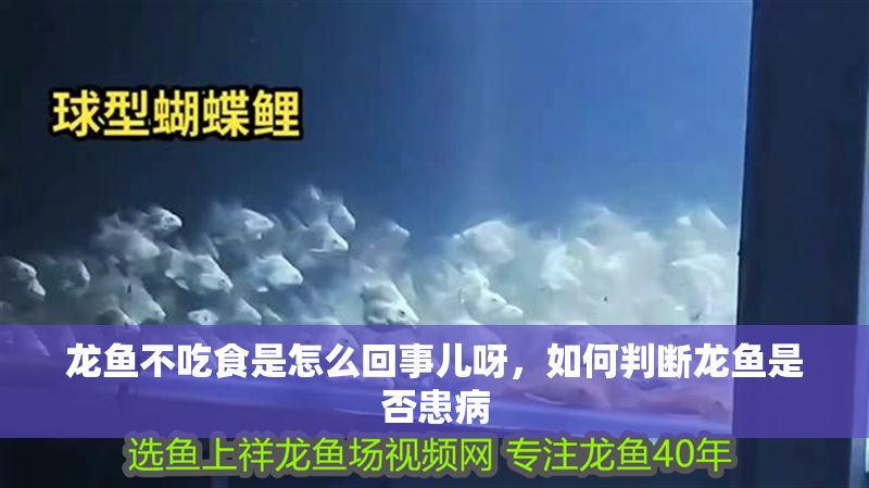 龍魚不吃食是怎么回事兒呀，如何判斷龍魚是否患病