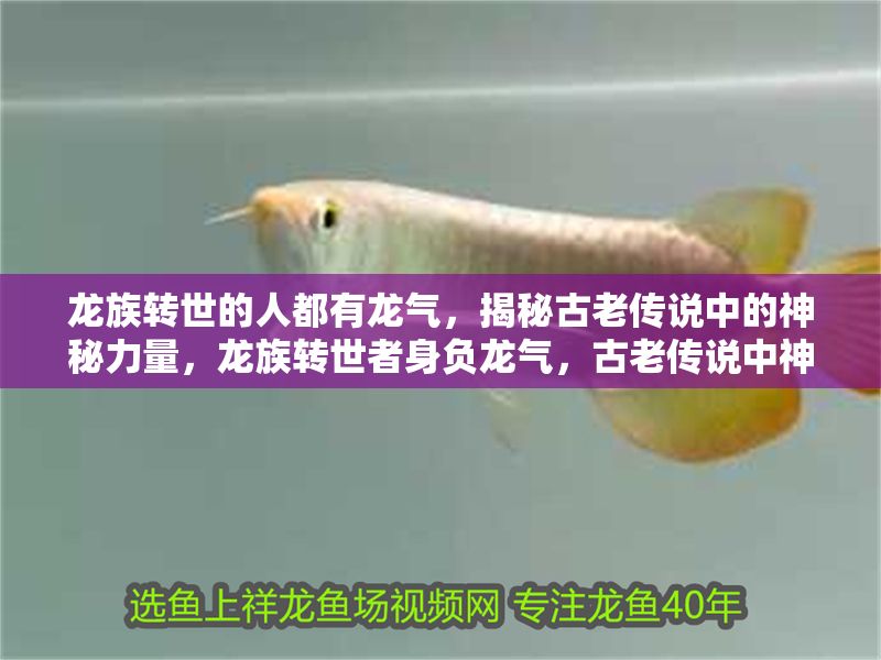 龍族轉世的人都有龍氣，揭秘古老傳說中的神秘力量，龍族轉世者身負龍氣，古老傳說中神秘力量的真相揭秘，龍族轉世者身負龍氣，揭秘古老傳說中的神秘力量真相