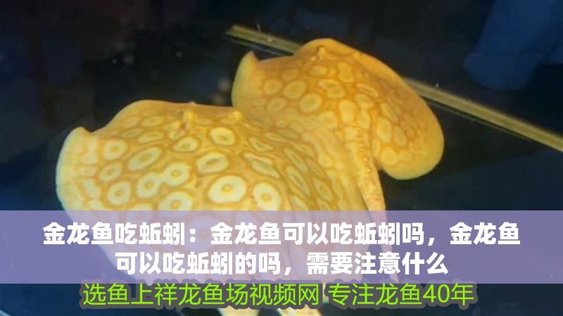 金龍魚吃蚯蚓：金龍魚可以吃蚯蚓嗎，金龍魚可以吃蚯蚓的嗎，需要注意什么