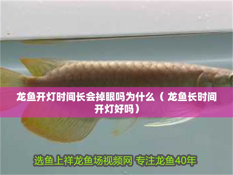 龍魚開燈時間長會掉眼嗎為什么（ 龍魚長時間開燈好嗎）
