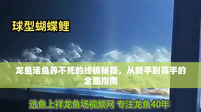 龍魚活魚養(yǎng)不死的終極秘籍，從新手到高手的全面指南