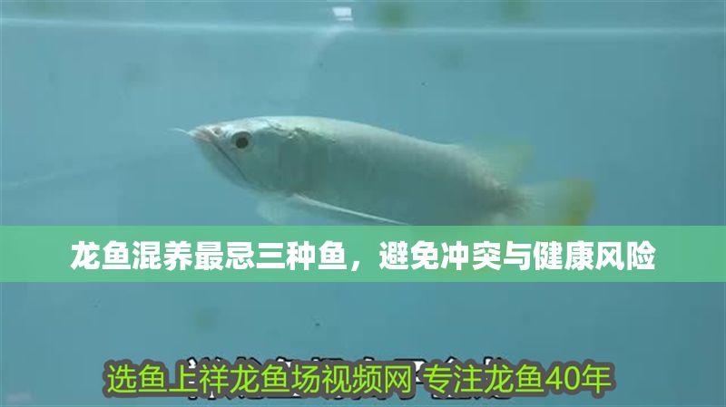龍魚混養最忌三種魚，避免沖突與健康風險 龍魚混養最忌三種魚，避免沖突與健康風險 龍魚百科 第1張