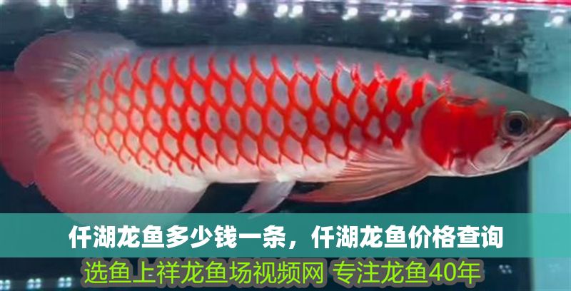 仟湖龍魚多少錢一條，仟湖龍魚價格查詢