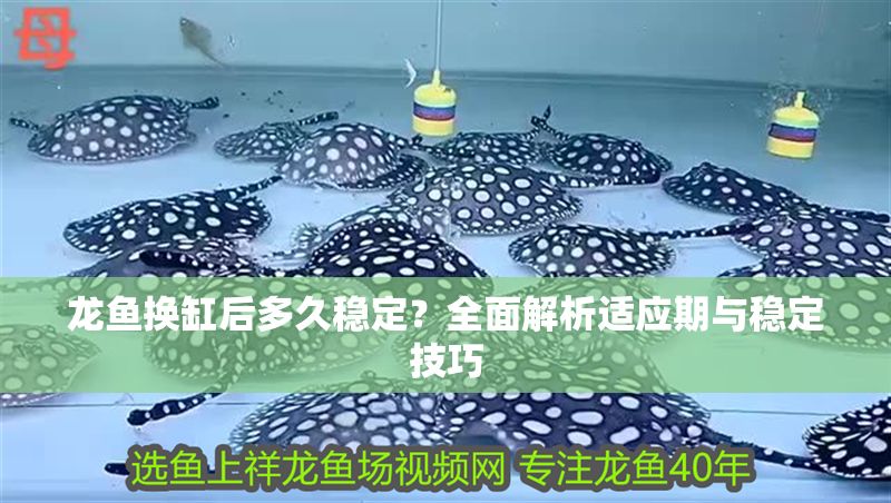 龍魚換缸后多久穩定？全面解析適應期與穩定技巧