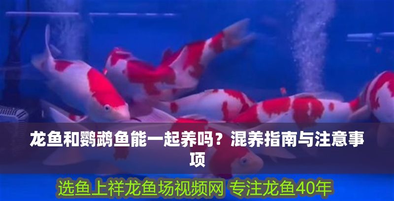 龍魚和鸚鵡魚能一起養嗎？混養指南與注意事項 龍魚和鸚鵡魚能一起養嗎？混養指南與注意事項 龍魚百科 第1張
