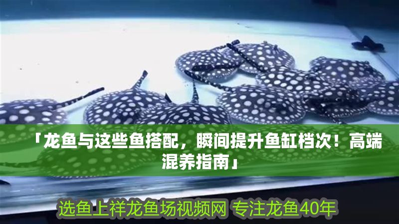 「龍魚與這些魚搭配，瞬間提升魚缸檔次！高端混養指南」 「龍魚與這些魚搭配，瞬間提升魚缸檔次！高端混養指南」 龍魚百科 第1張