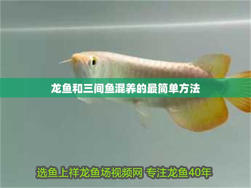 龍魚和三間魚混養的最簡單方法 龍魚百科 第1張 龍魚和三間魚混養的最簡單方法 龍魚和三間魚混養的最簡單方法 龍魚百科 第1張