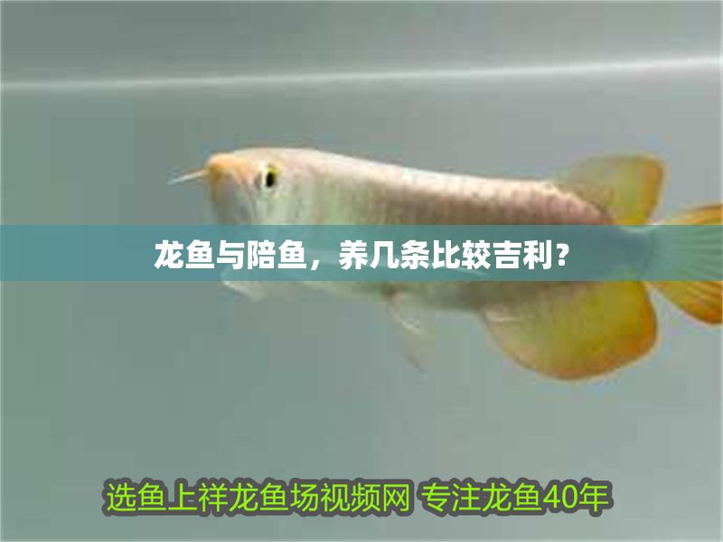 龍魚與陪魚，養(yǎng)幾條比較<strong><mark>吉利</mark></strong>？
