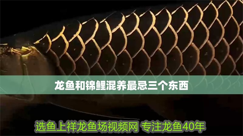 龍魚和錦鯉混養(yǎng)最忌三個東西