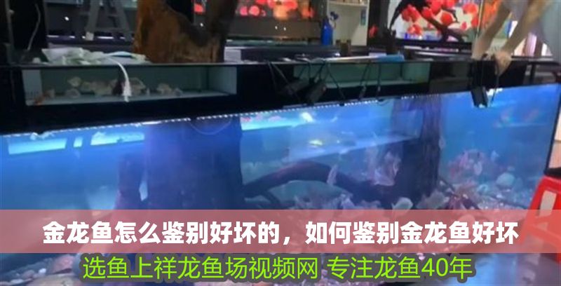 金龍魚怎么鑒別好壞的，如何鑒別金龍魚好壞 金龍魚怎么鑒別好壞的，如何鑒別金龍魚好壞 龍魚百科 第6張