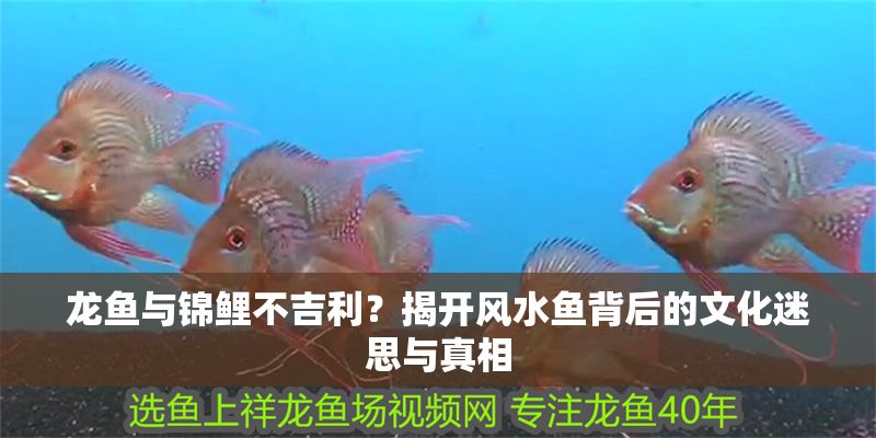 龍魚與錦鯉不吉利？揭開風(fēng)水魚背后的文化迷思與真相 龍魚與錦鯉不吉利？揭開風(fēng)水魚背后的文化迷思與真相 龍魚百科 第1張
