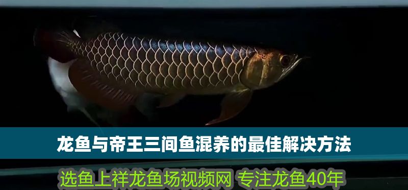 龍魚與帝王三間魚混養的最佳解決方法