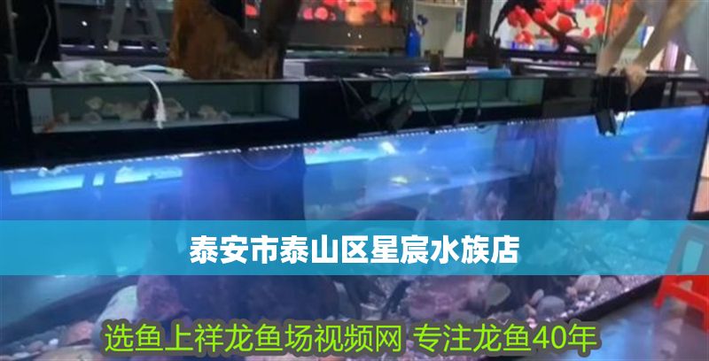 泰安市泰山區星宸水族店