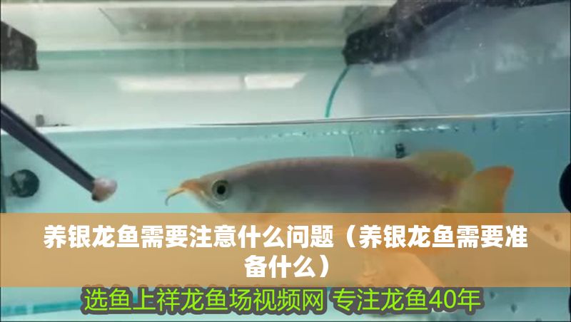 養銀龍魚需要注意什么問題（養銀龍魚需要準備什么）