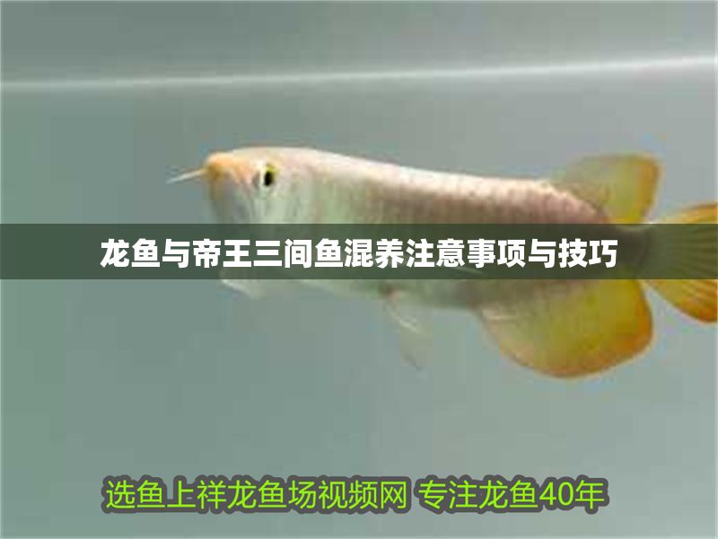 龍魚與帝王三間魚混養注意事項與技巧